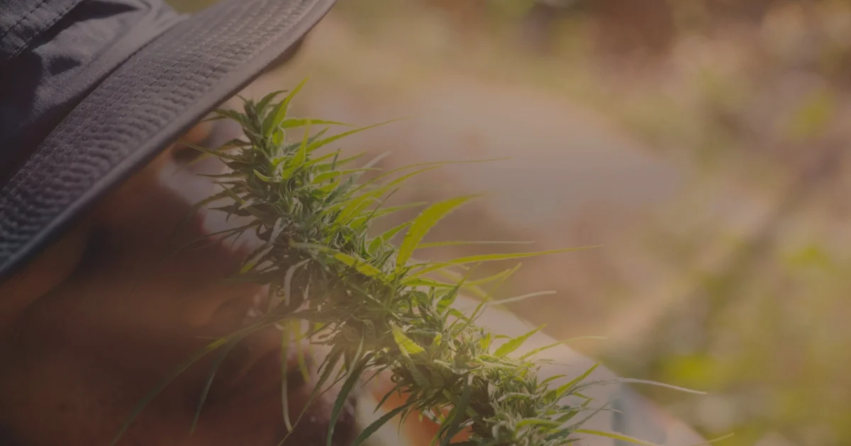 CBD smells