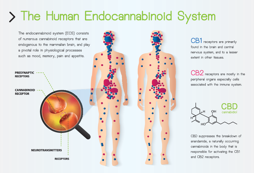 The Role of the Endocannabinoid System in Wellness: Unlocking Vital Health Benefits